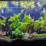 genericaquarist
