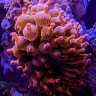 Bobfathers_reef