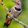 Northern Flicker