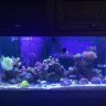 pearlofthesea