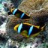 tspreef