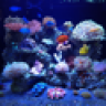 K1Reef