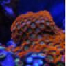 freakfish