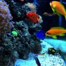 Reefnewb