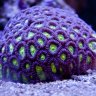 Ultra Aquatics