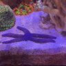 Mortgaged Reefs