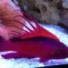 Reginald