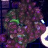 NebulaE100