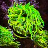 Outlaw Corals