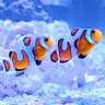 BillysReef