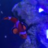 reefholicbj4