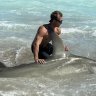 sharkboi