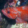 RockfishAK
