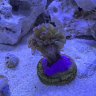 Nattysreef