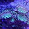 reefpeep