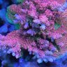 Chaos reef