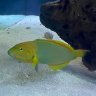 predatorFishie