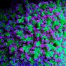 Euphyllia Addixt