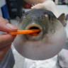 Sargent Fish Wrangler