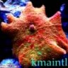 kmaintl