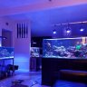 coralchopper