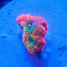 Dragons_Reef