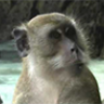 Monkeytank