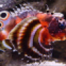 BamaMan