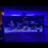 Reefmaam