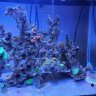 reefthereefer