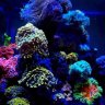 ReefChick0667