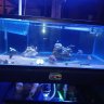 Cornerreefs36