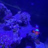 OceanicAsh