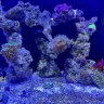 teachmetoreef