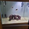 FishYe