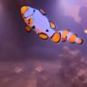 reef.nirvana.tank