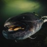 monsterfishguy