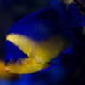 o2manyfish