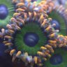 Phylomedusa