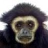 bgibbon