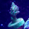 wildernet