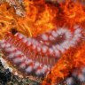 BristleWormHater