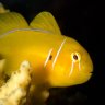 Mighty Fish