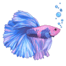 ReefNFrag