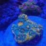 150 Gallon Reef