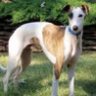 Whippetguy