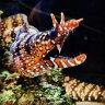 Dragonreef202
