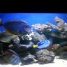 Reefing Madness
