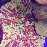 CORALMECHANIC
