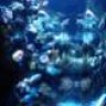 Ptx corals